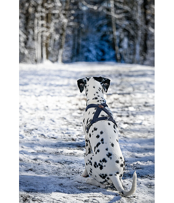 Harnais pour chien  Piper