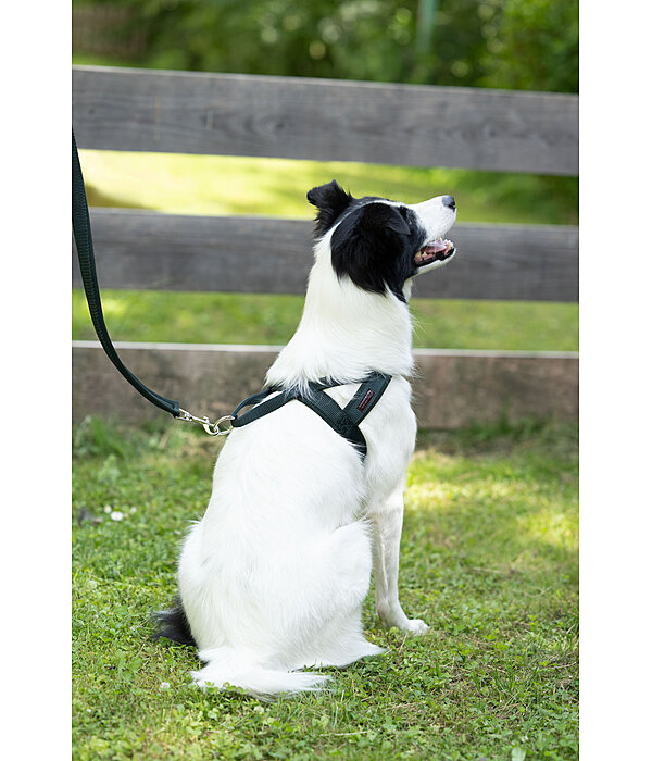 Harnais norv�gien   Miley