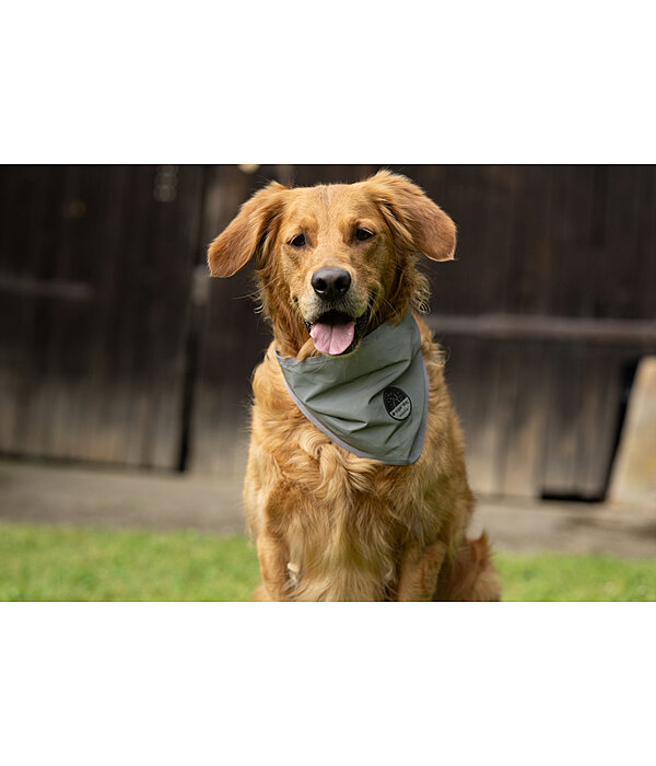 Foulard r�fl�chissant pour chien