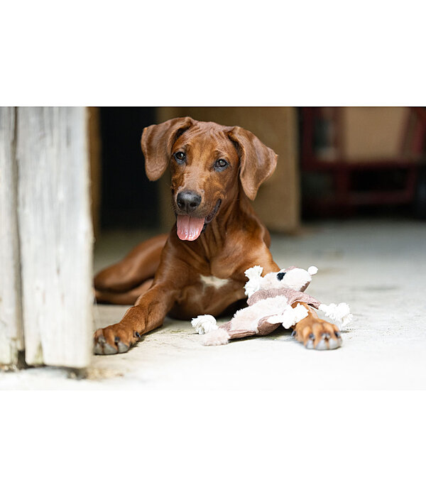 Jouet pour chien �cureuil