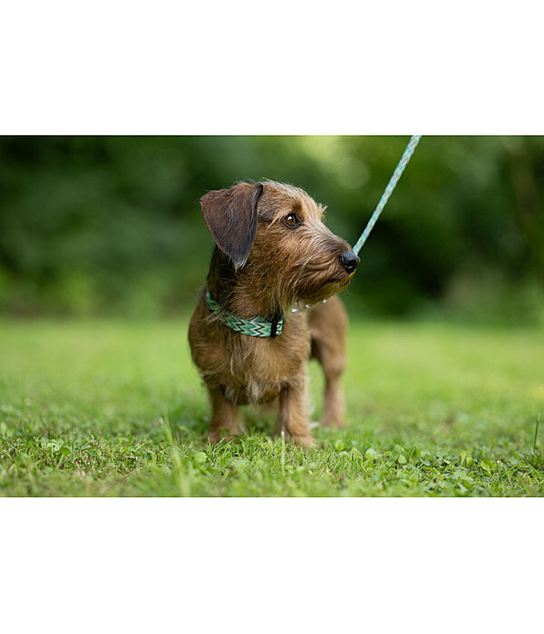 Ensemble collier et laisse  Zap