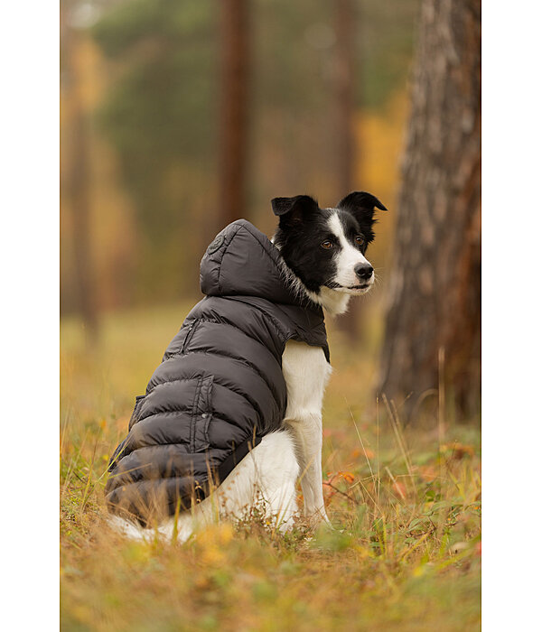 Veste d'hiver l�g�re pour chien  Anton