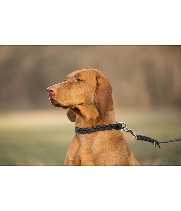 Collier pour chien en cuir  Adams