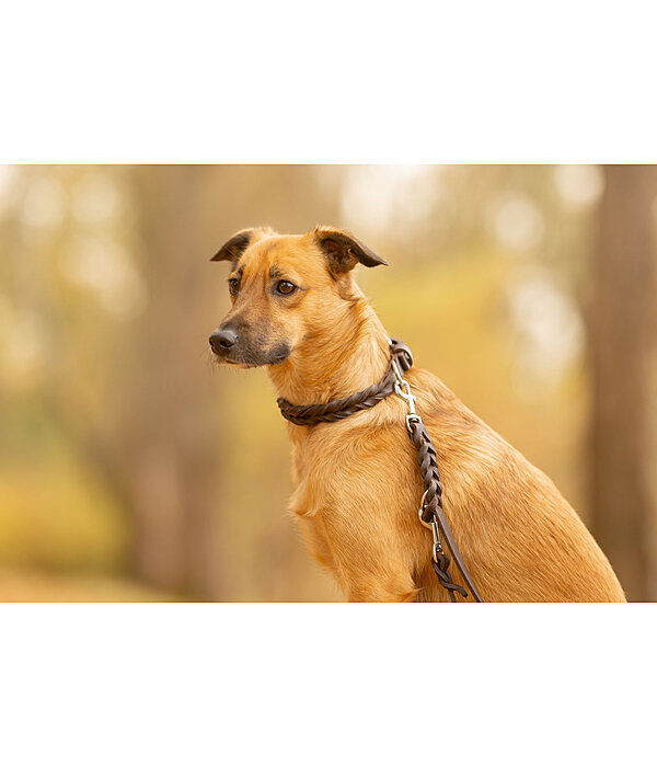 Laisse pour chien en cuir  Adams