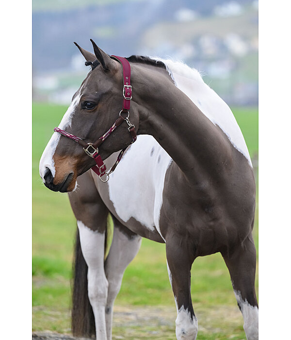 Licol anatomique  Sophistication