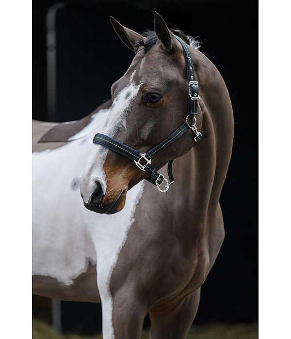 Licol  Swiss Design II