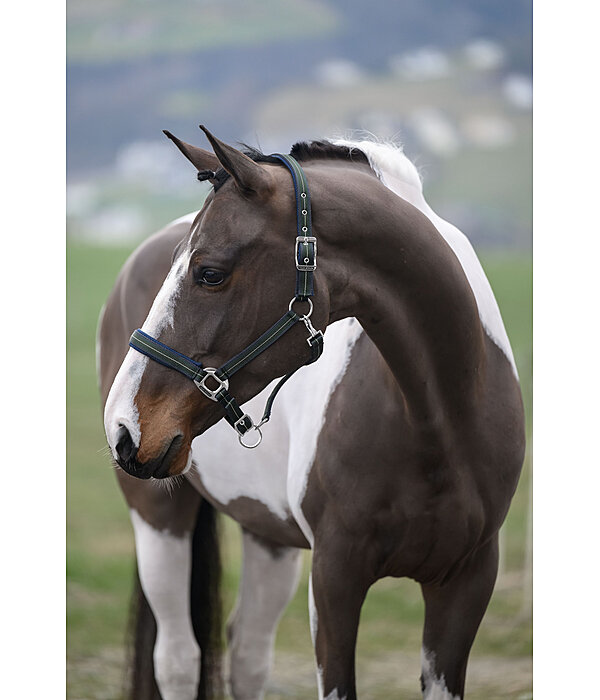 Licol  Swiss Design II