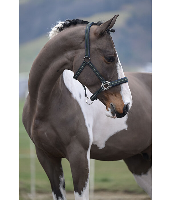 Licol  Swiss Design II