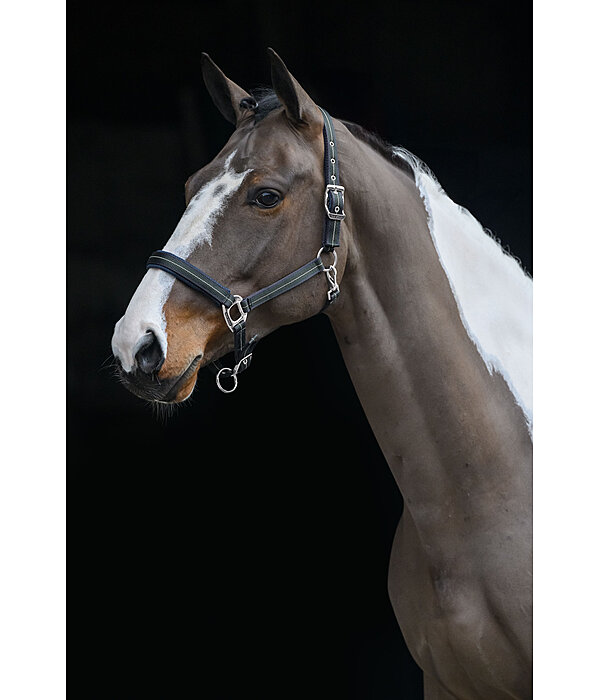 Licol  Swiss Design II