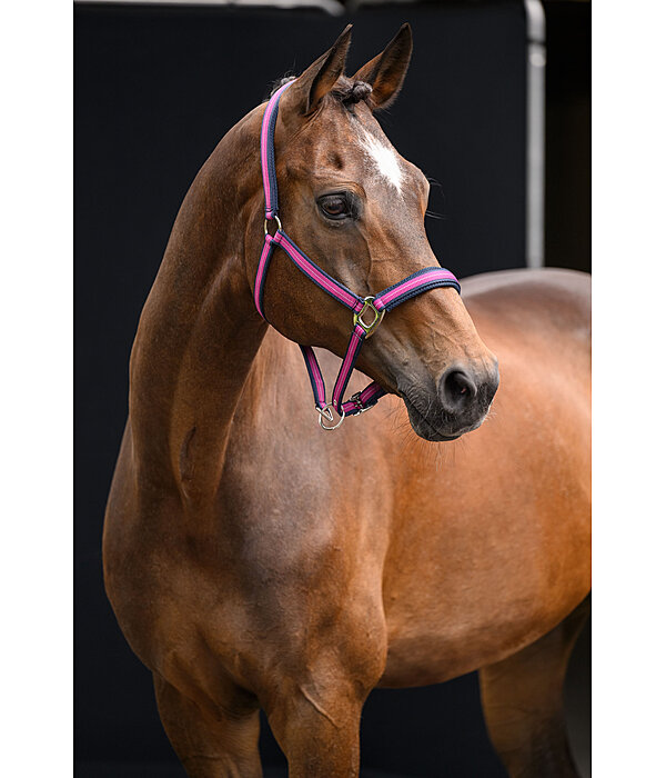 Licol  Swiss Design II