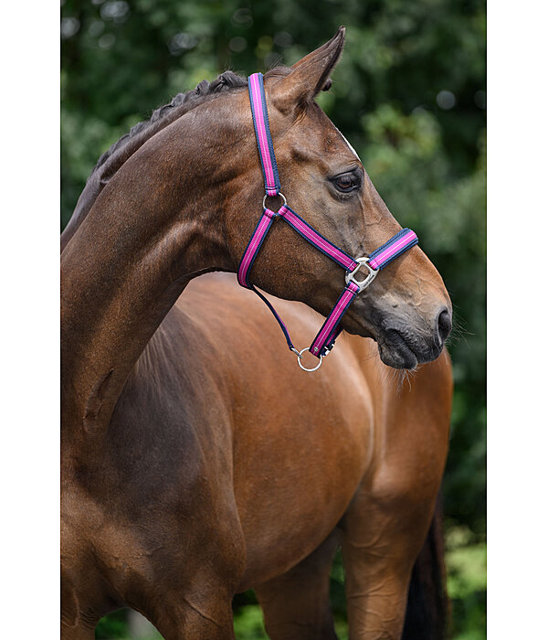 Licol  Swiss Design II