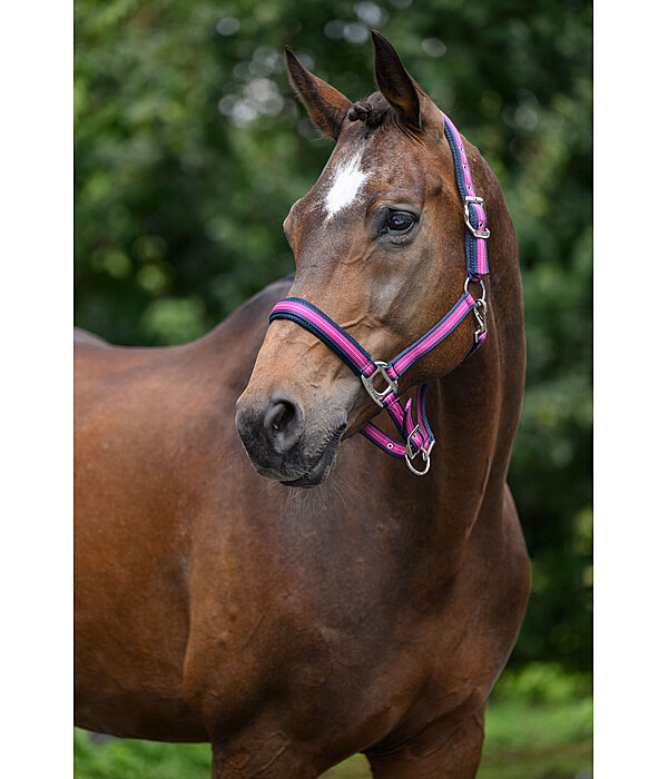 Licol  Swiss Design II