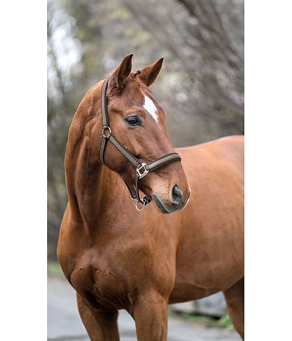 Licol  Essential II