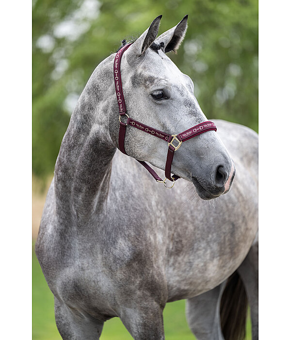 Licol  Signature III