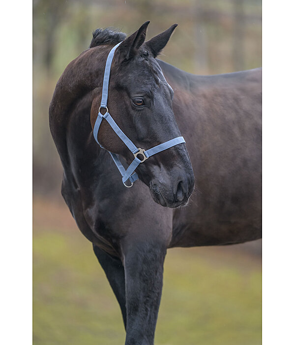 Licol en nylon  prix cass