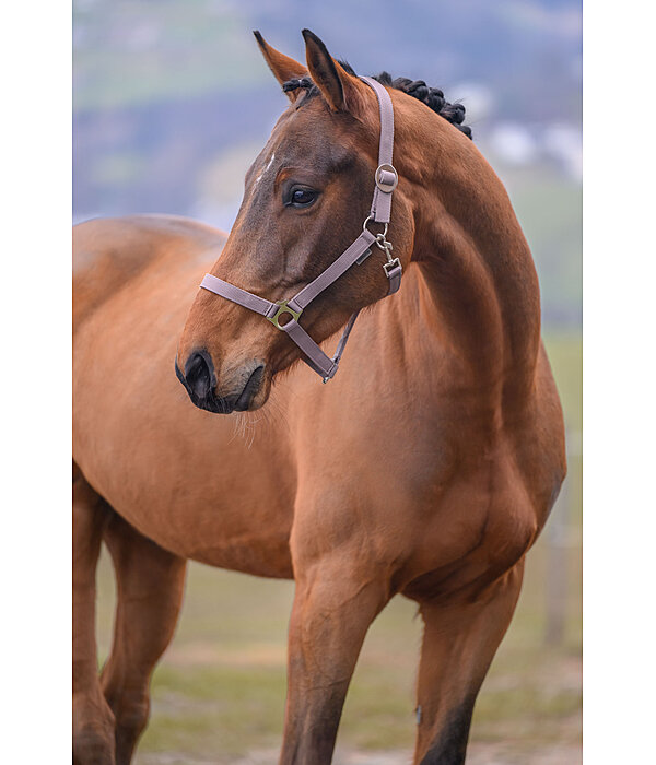 Licol en nylon  prix cass