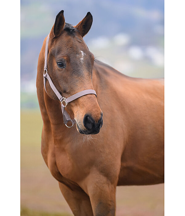 Licol en nylon  prix cass