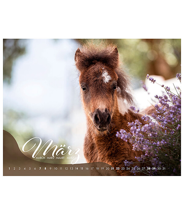 Calendrier Poulains 2026