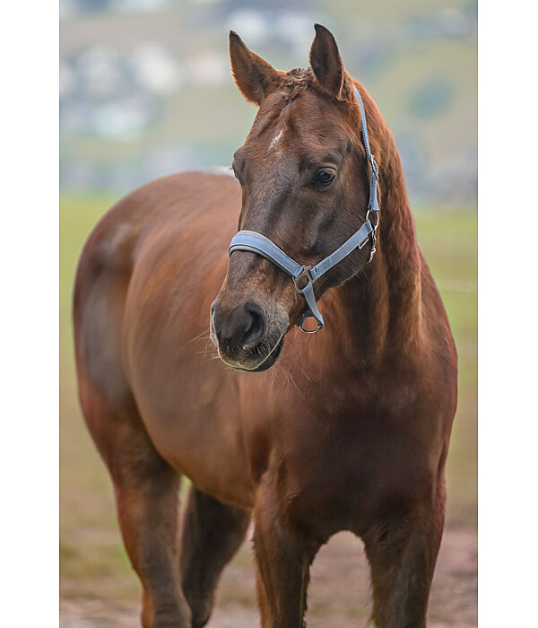 Licol en nylon  prix cass II