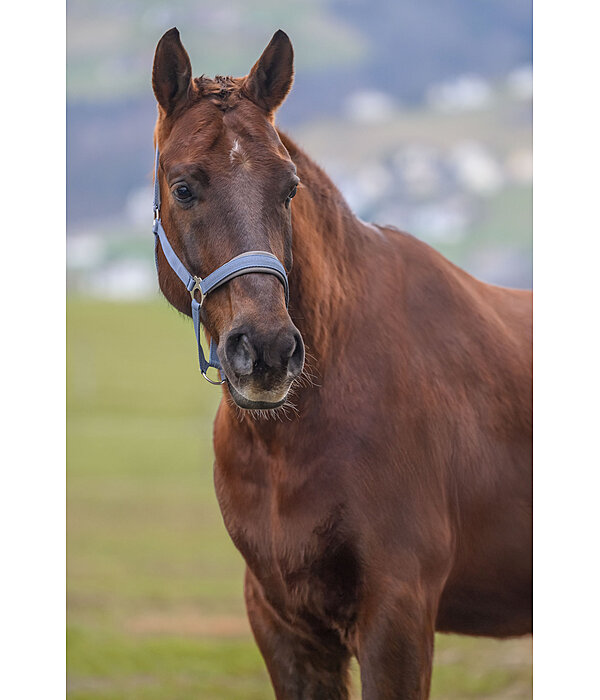 Licol en nylon  prix cass II