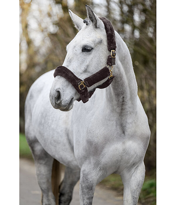 Licol en polaire Teddy  Protection