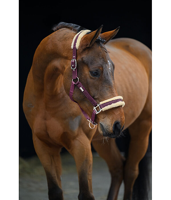 Licol  Sparkling II