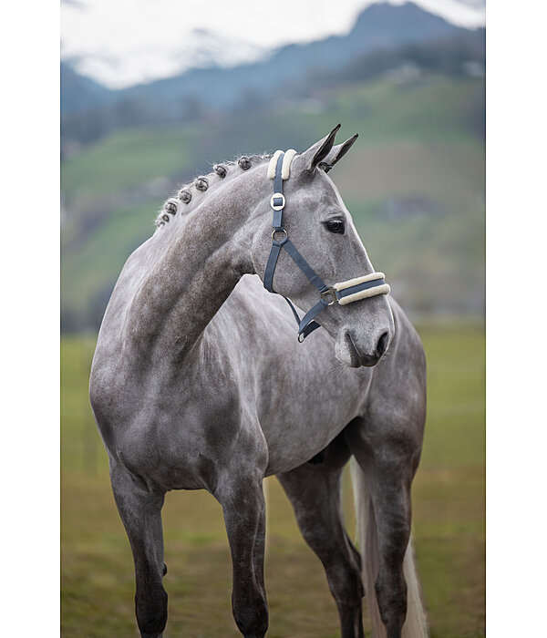 Licol en polaire Teddy  prix cass III