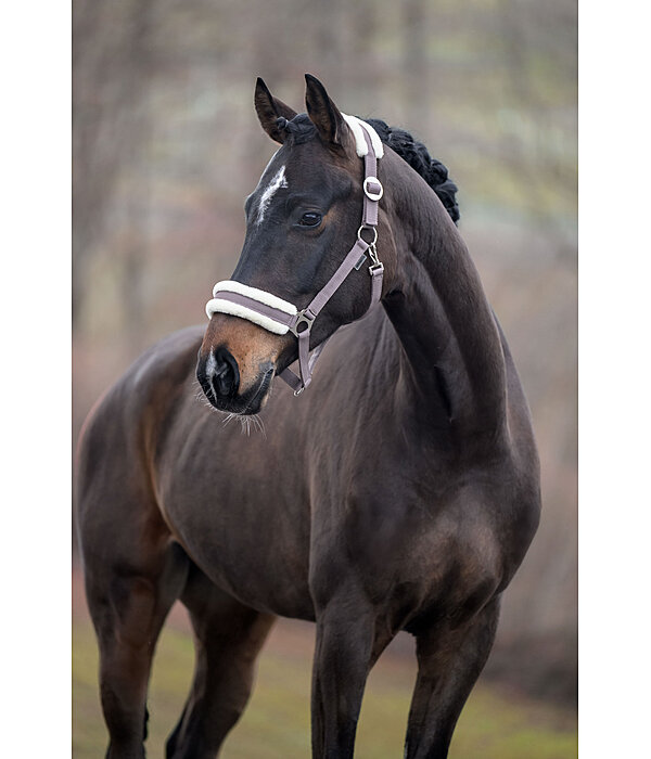 Licol en polaire Teddy  prix cass III