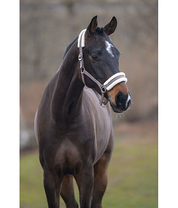 Licol en polaire Teddy  prix cass III