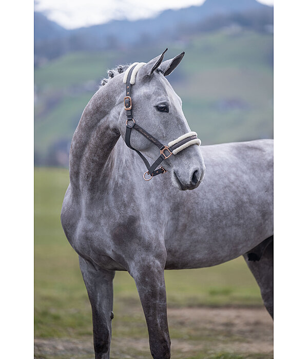 Licol avec polaire Teddy  Better Together