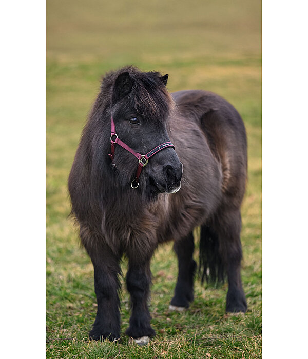 Licol poulain et shetland  Future Star