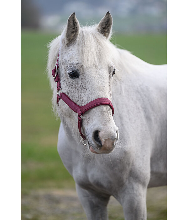 Licol anatomique  Relaxation