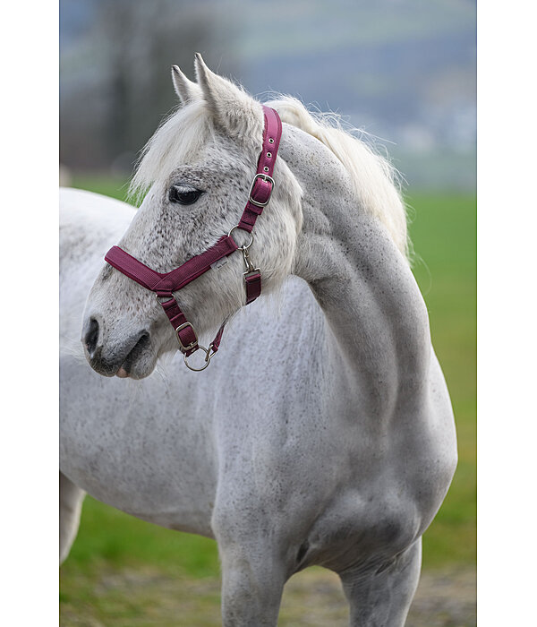 Licol anatomique  Relaxation