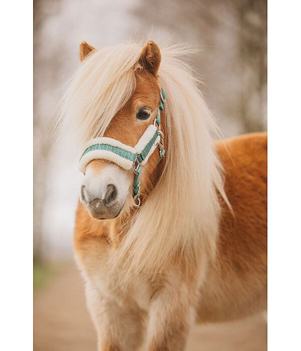 Licol pour poulain et shetland  Shine