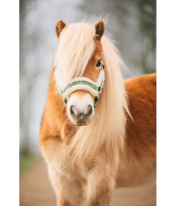 Licol pour poulain et shetland  Shine