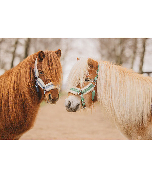 Licol pour poulain et shetland  Shine