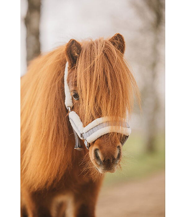 Licol pour poulain et shetland  Shine