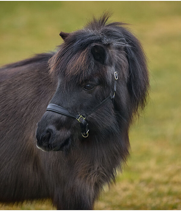 Licol poulain et shetland en cuir  Siri